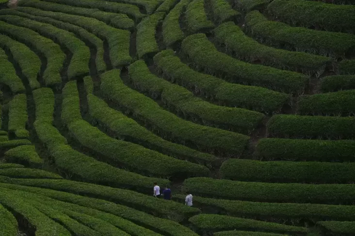 Aplikasi Kian Populer, Pemerintah Daerah Diminta Manfaatkan Potensi Ekonomi Lokal