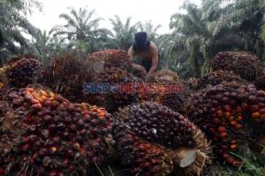 Prabowo Berencana Menerapkan Reforestasi untuk Mengatasi Permasalahan Sawit