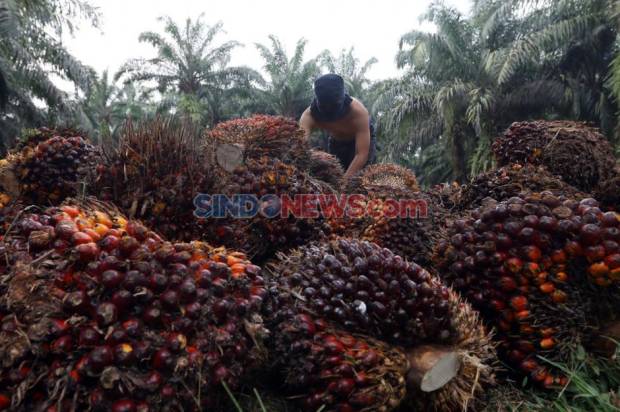 Prabowo Siap Menerapkan Program Reforestasi untuk Mengatasi Isu Sawit