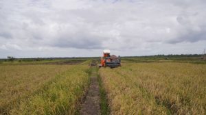 “Terjadi Lonjakan Produksi Beras sebesar 52,32% pada Awal Tahun 2025 Menurut BPS”