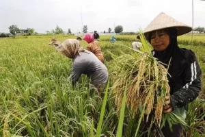 Swasembada Pangan 2027: Mimpi atau Kenyataan?