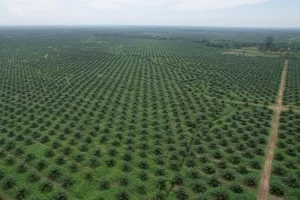 Bukti Perubahan, PTPN Group Raih Keuntungan Rp14,9 Triliun