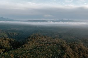China Tidak Mendanai Dana Konservasi Hutan TFFF Brasil