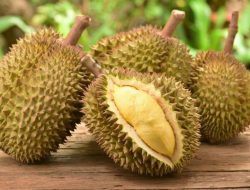 Kekuatan Baru Dunia Durian, 21 dari 27 Spesies Ada di Indonesia