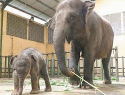 Dipanggil Raja Charles III, Prabowo Serahkan 20.000 Hektar Lahan untuk Konservasi Gajah