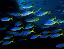 7 Spesies Ikan Lolosi Cantik dari Genus Caesio