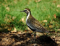 Burung Rusia dan Tiongkok Berkunjung ke Trenggalek dan Tulungagung, Apakah Tersesat Saat Pulang?