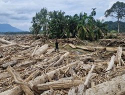 Jaringan Penebangan Ilegal Aceh Tamiang