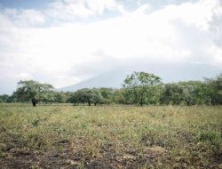 Taman Nasional Baluran, Surga Alam Java yang Menyerupai Afrika