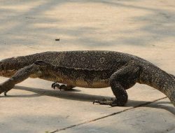 6 Hewan Liar yang Sering Muncul di Kota, Waspada!