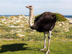 5 Rahasia Kebiasaan Unik Ostrich yang Jarang Diketahui