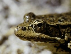 5 Fakta Menarik Katak Kaki Merah, Hewan Aktif Siang Hari