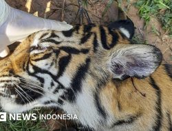 Kohai Terluka Parah, Korban Serangan Harimau Dilarikan ke Batam