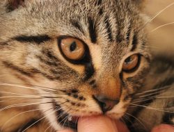 Kucing rabies gigit 11 warga, peringatan serius yang harus diwaspadai