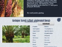 Mengenal Elaeidobius, Penyerbuk Asli Tanzania di Kebun Sawit Simalungun